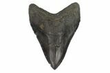 Fossil Megalodon Tooth - South Carolina #121420-1